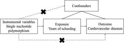 Education and cardiovascular diseases: a Mendelian randomization study